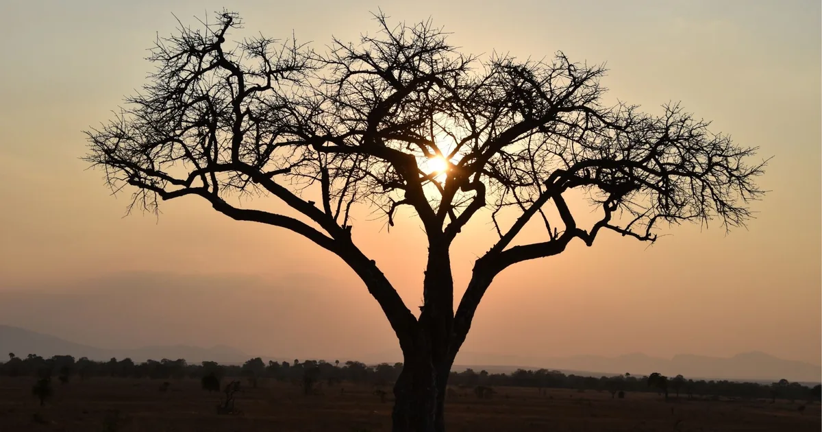 Bare acacia tree silhouetted against a low orange sun over open grassland in Mikumi National Park