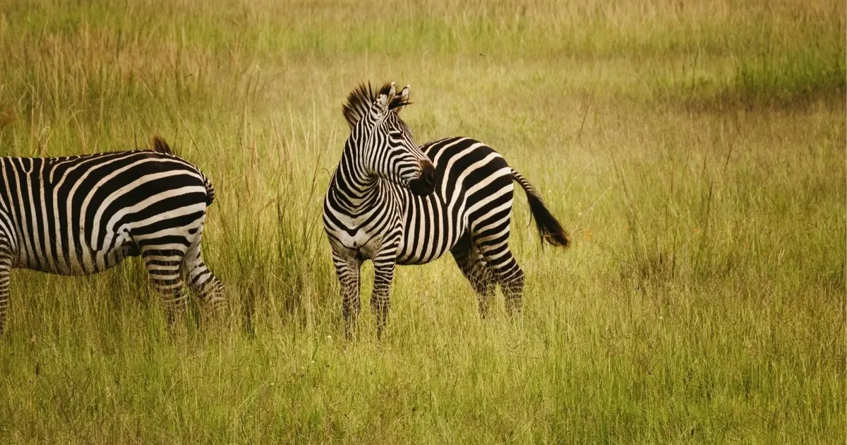 Two plains zebras standing in tall green grass on the Mkata floodplain in Mikumi National Park during the rainy season