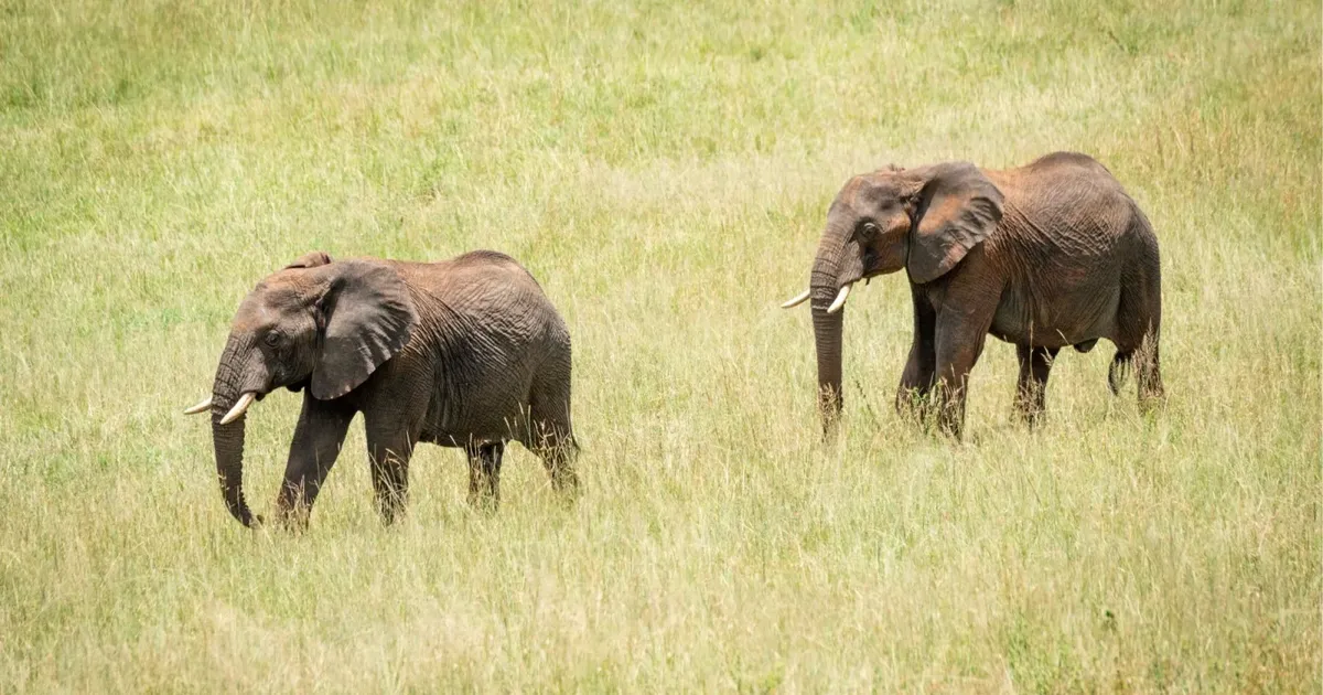 Two elephants walking through green grass in Mikumi National Park during the December green season
