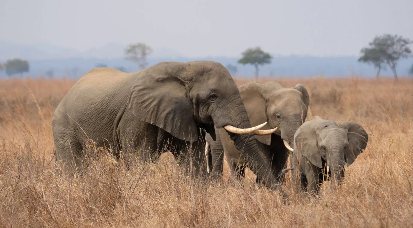 Elephant family with a calf feeding in golden dry grass on the Mkata floodplain, Mikumi National Park