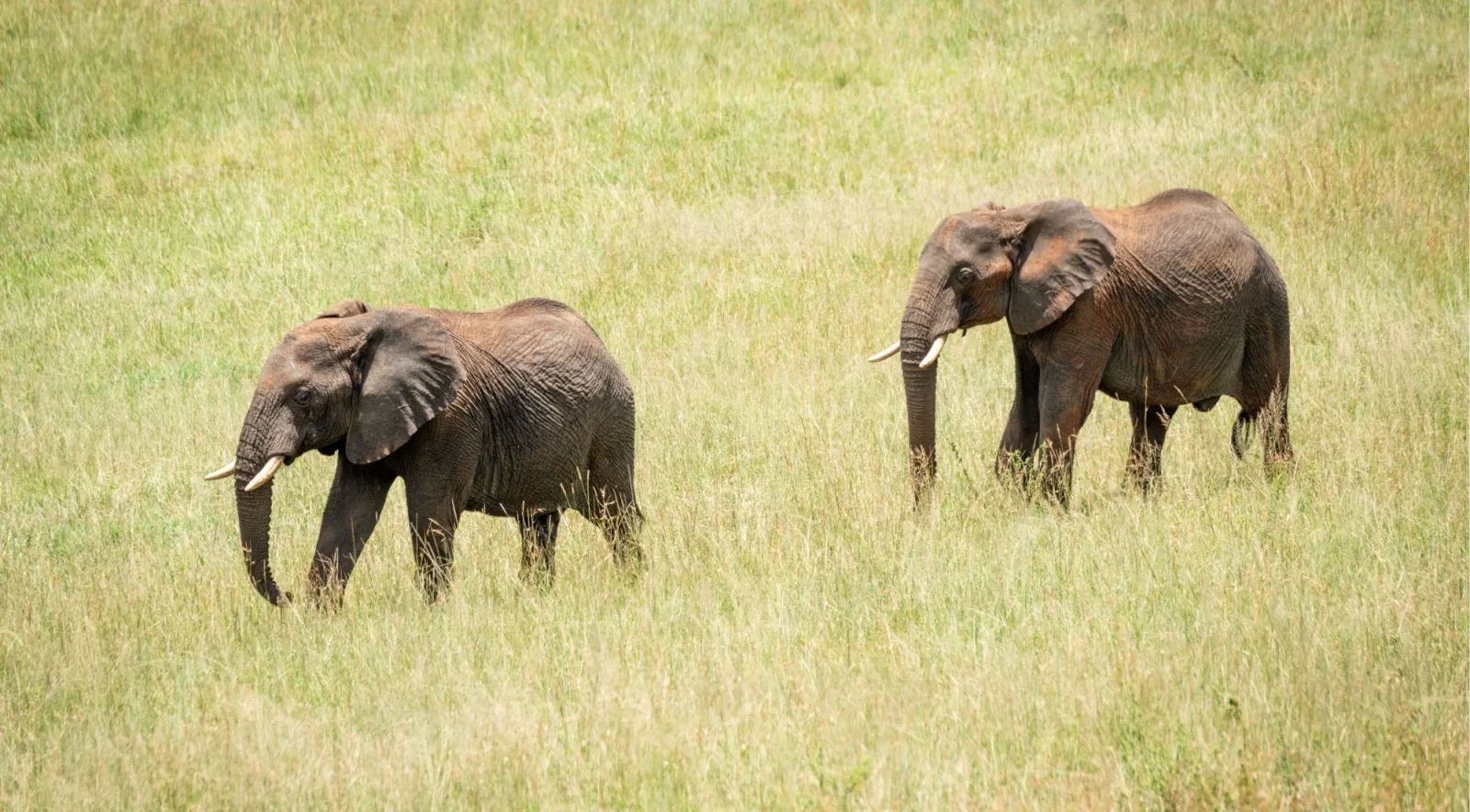 Two young elephants walking through green savanna grass in Mikumi National Park