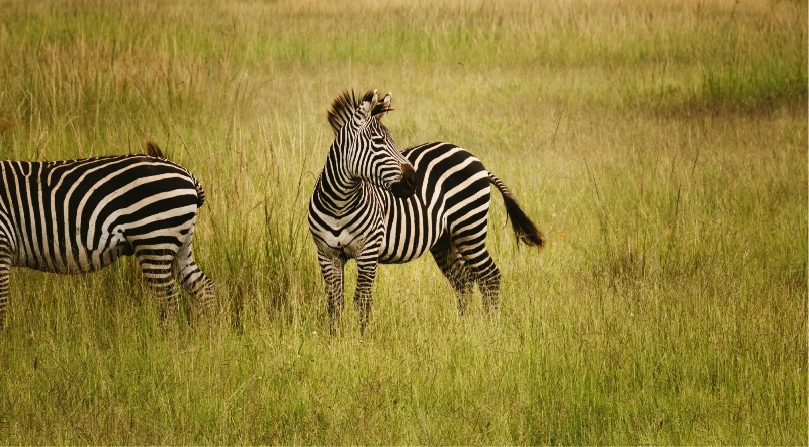Two plains zebra standing in tall grass on the Mkata floodplain in Mikumi National Park
