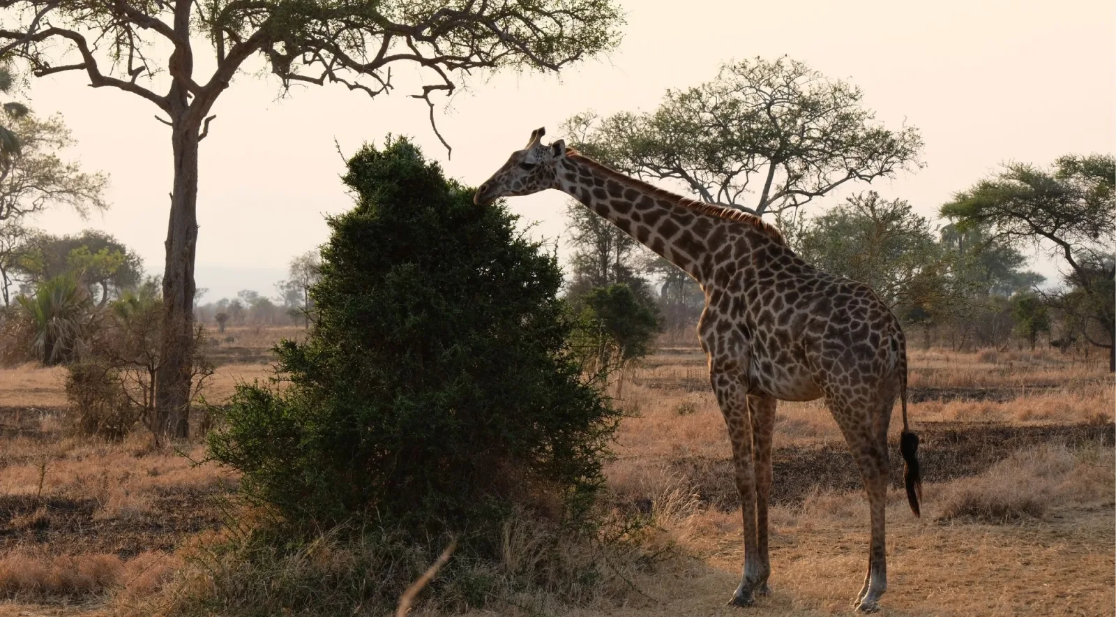 Masai giraffe browsing an acacia bush in warm hazy light at the end of the day in Mikumi