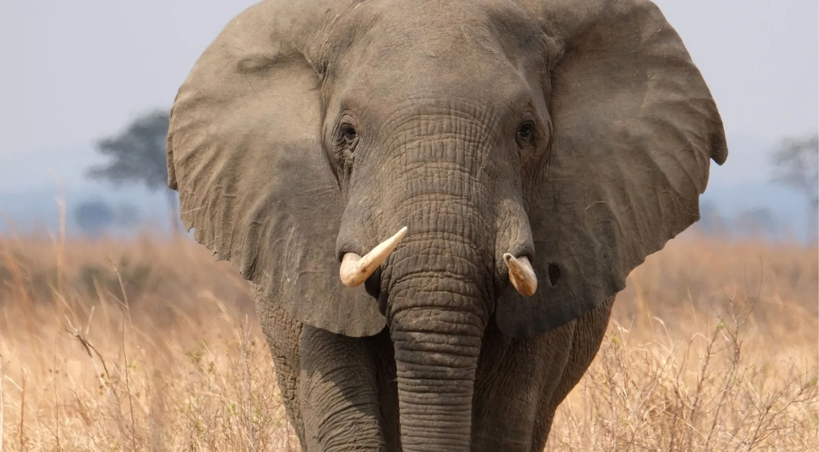 Adult elephant facing the camera head-on through tall golden grass in Mikumi National Park
