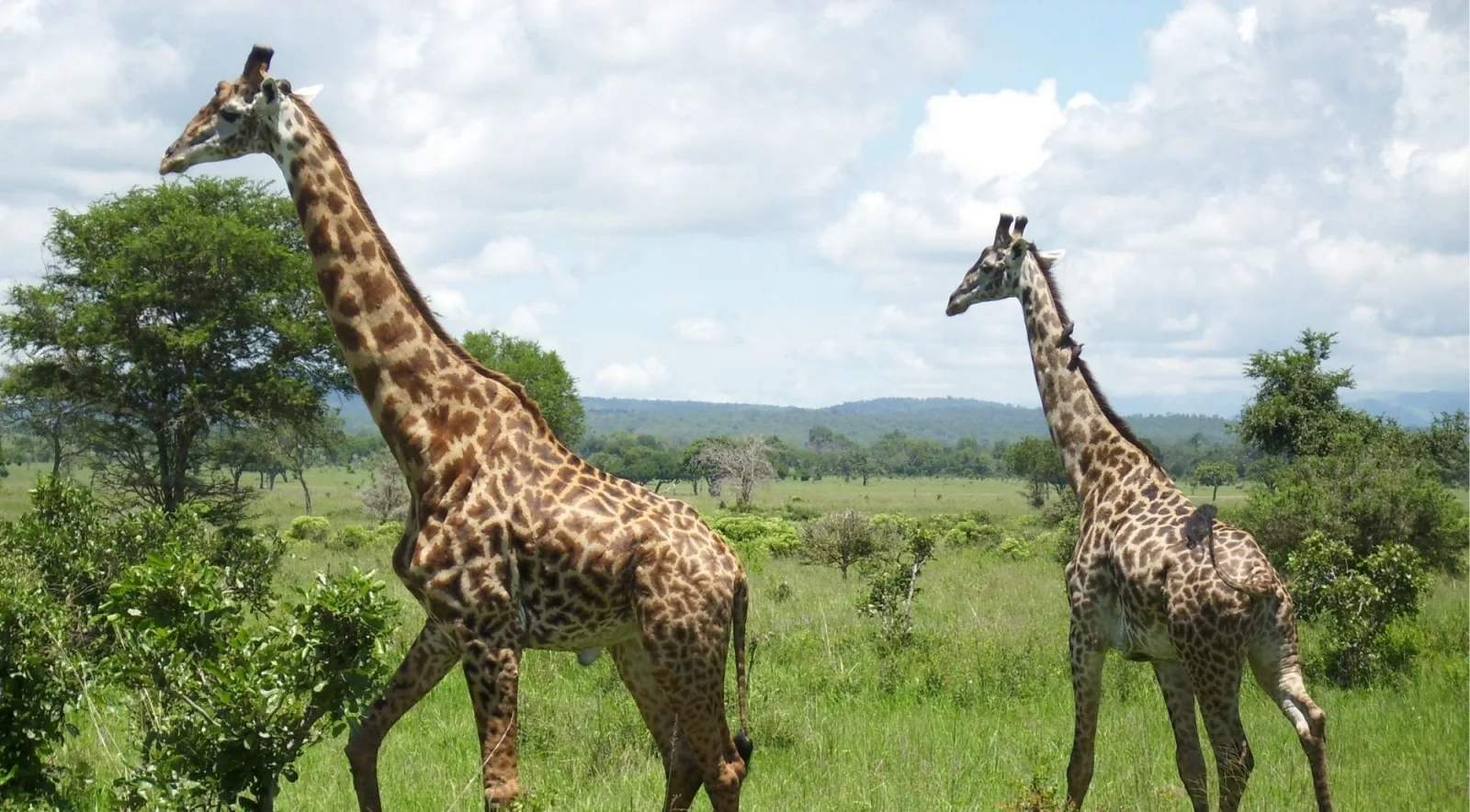 Two Masai giraffes crossing green grassland with the Uluguru foothills behind them in Mikumi