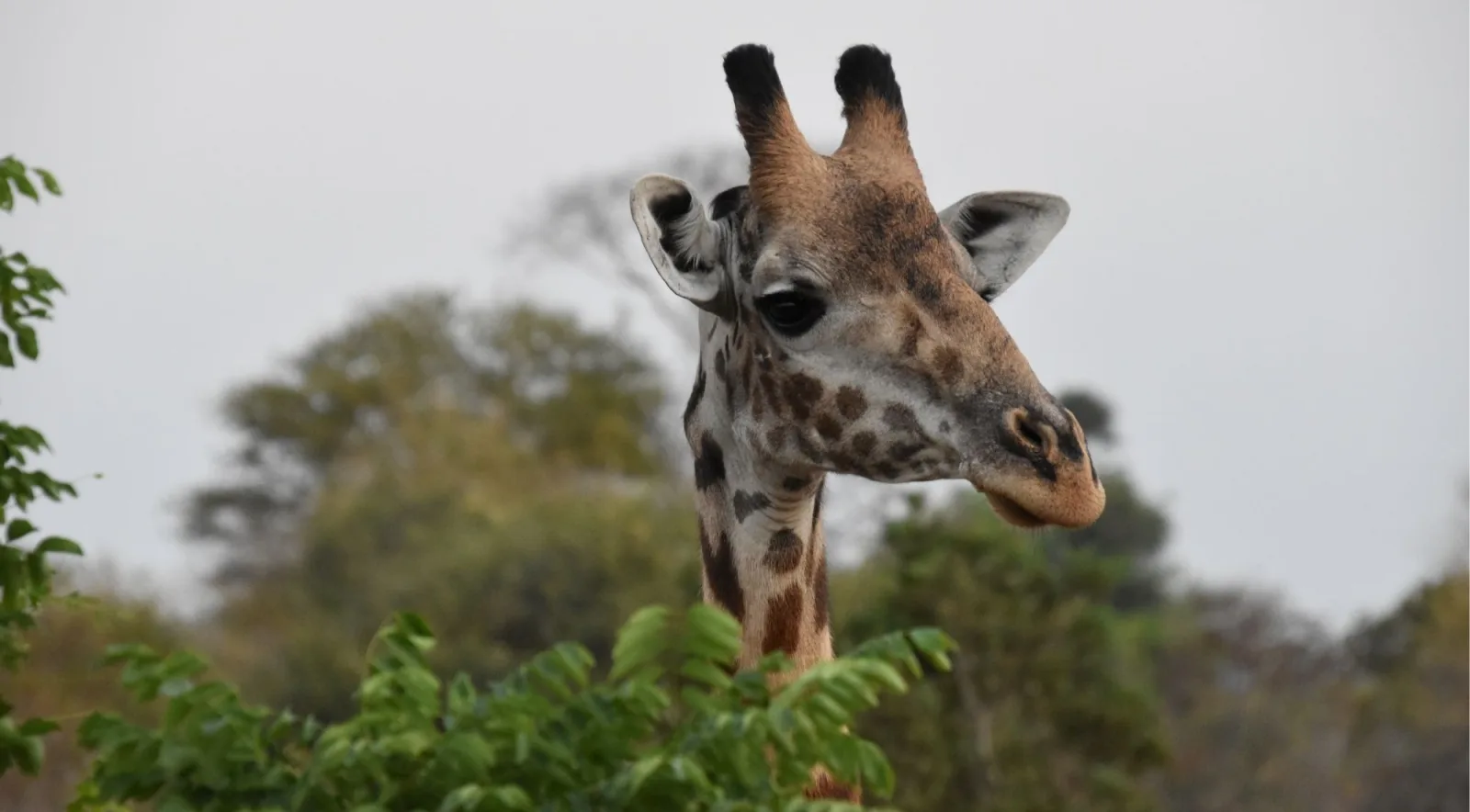 Close-up of a Masai giraffe's head and neck above green foliage in Mikumi National Park