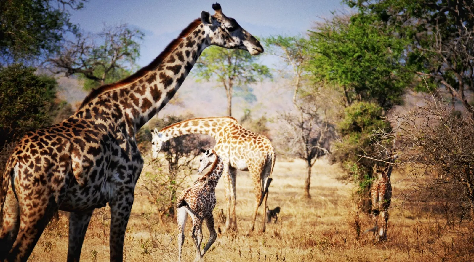 Group of Masai giraffes including a young calf among dry acacia woodland in Mikumi National Park