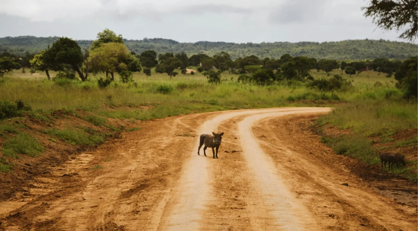 Warthog standing on a red dirt game-drive track with green hills behind in Mikumi National Park