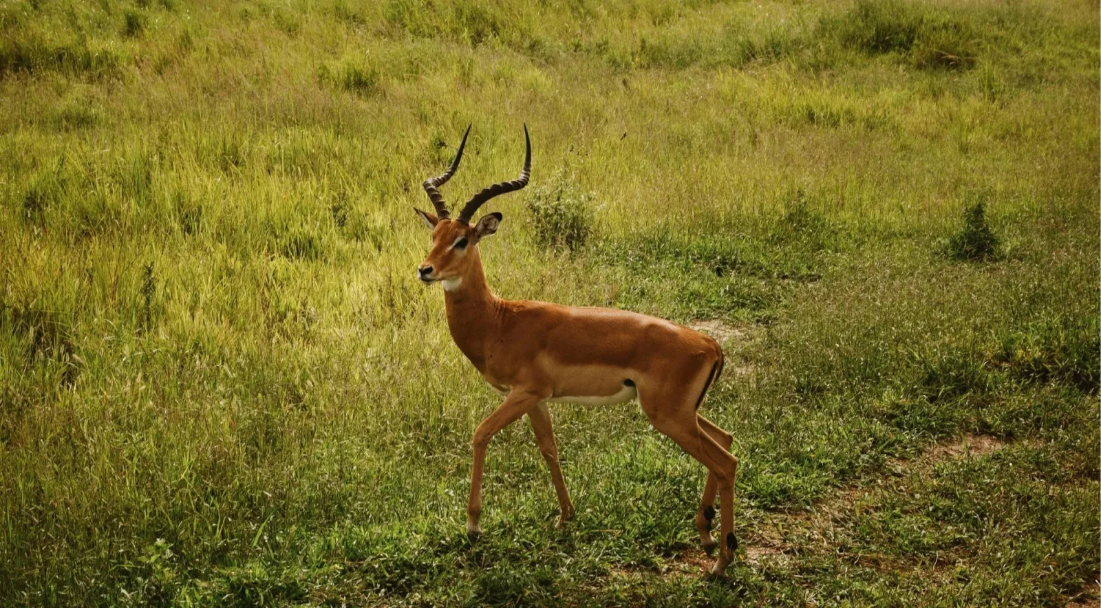 Male impala with curved horns walking through green grass in Mikumi National Park