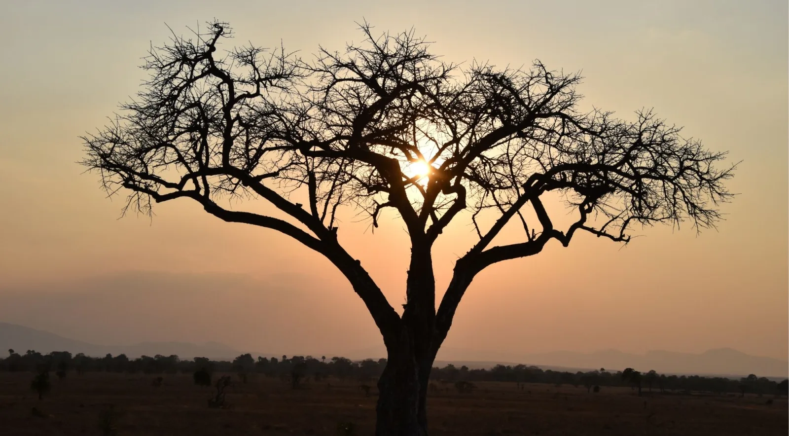 Bare acacia tree silhouetted against an orange sunset over the Mikumi plain