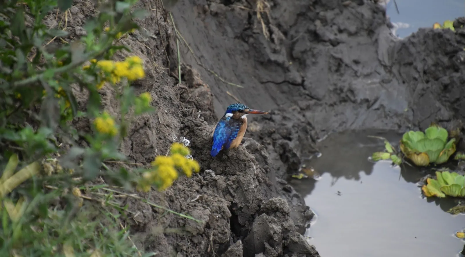 Malachite kingfisher perched on a muddy bank beside a pool of water in Mikumi National Park