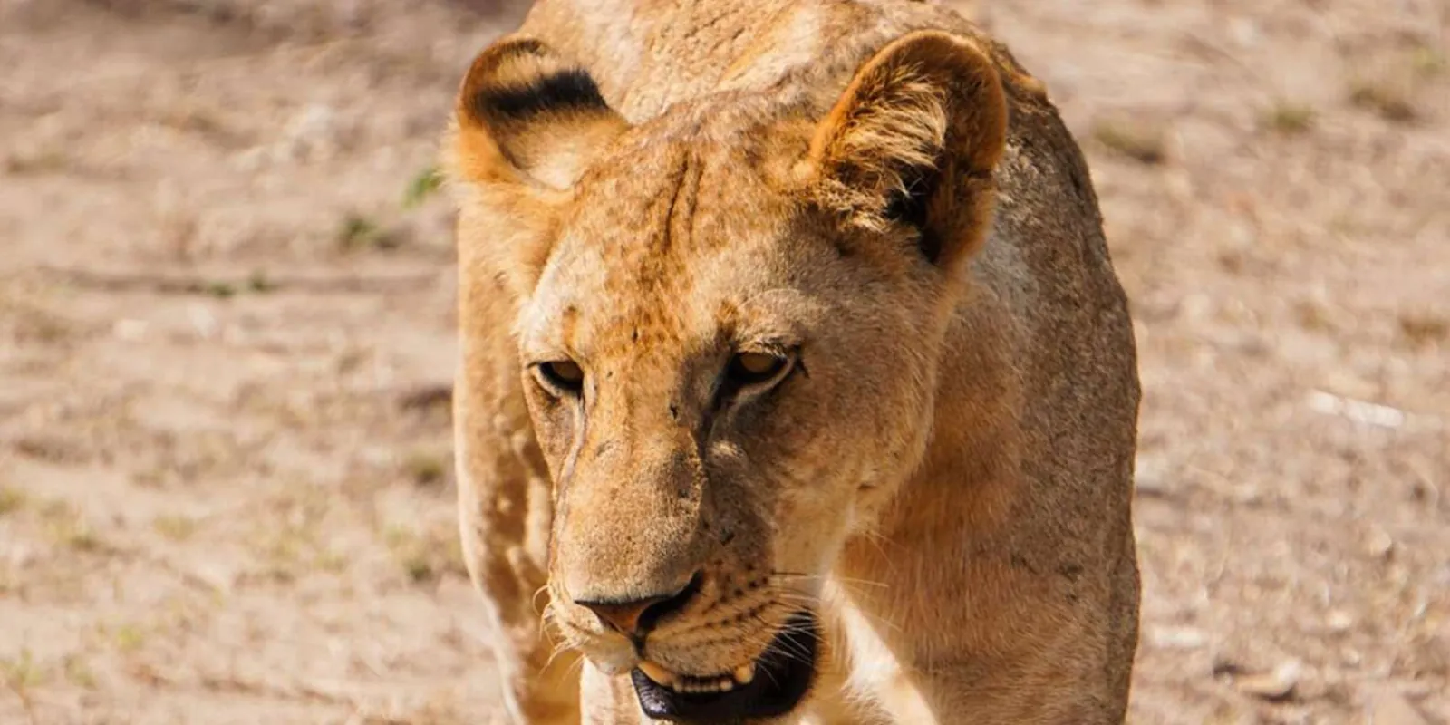 Lioness walking across open dry ground, photographed from the game-drive vehicle