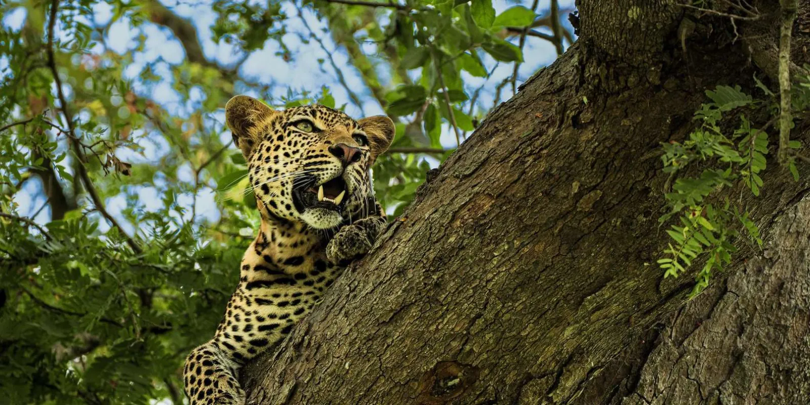 Leopard resting on a thick branch in the woodland canopy
