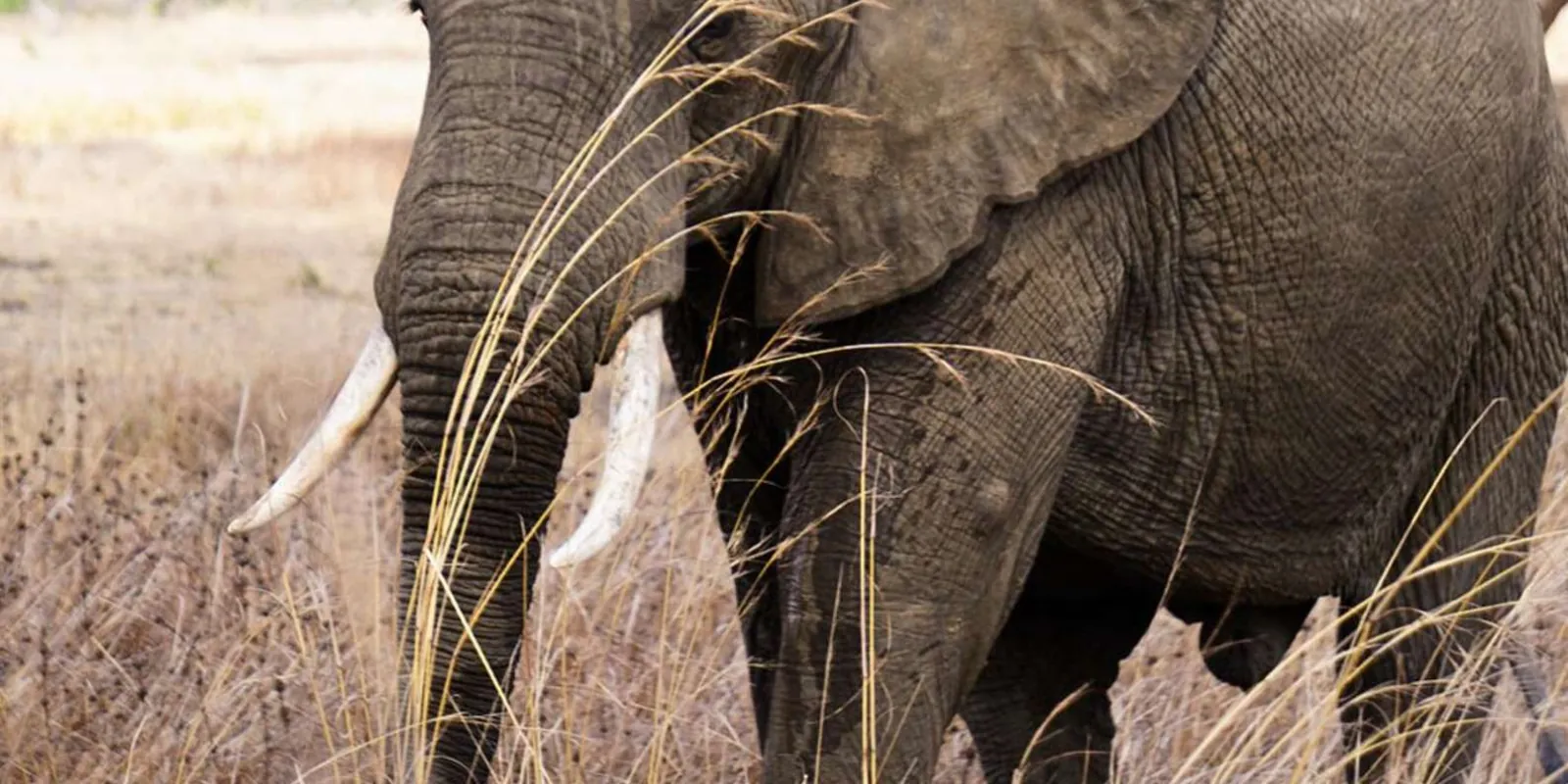 Adult elephant with long tusks feeding in tall golden grass on the Mkata floodplain