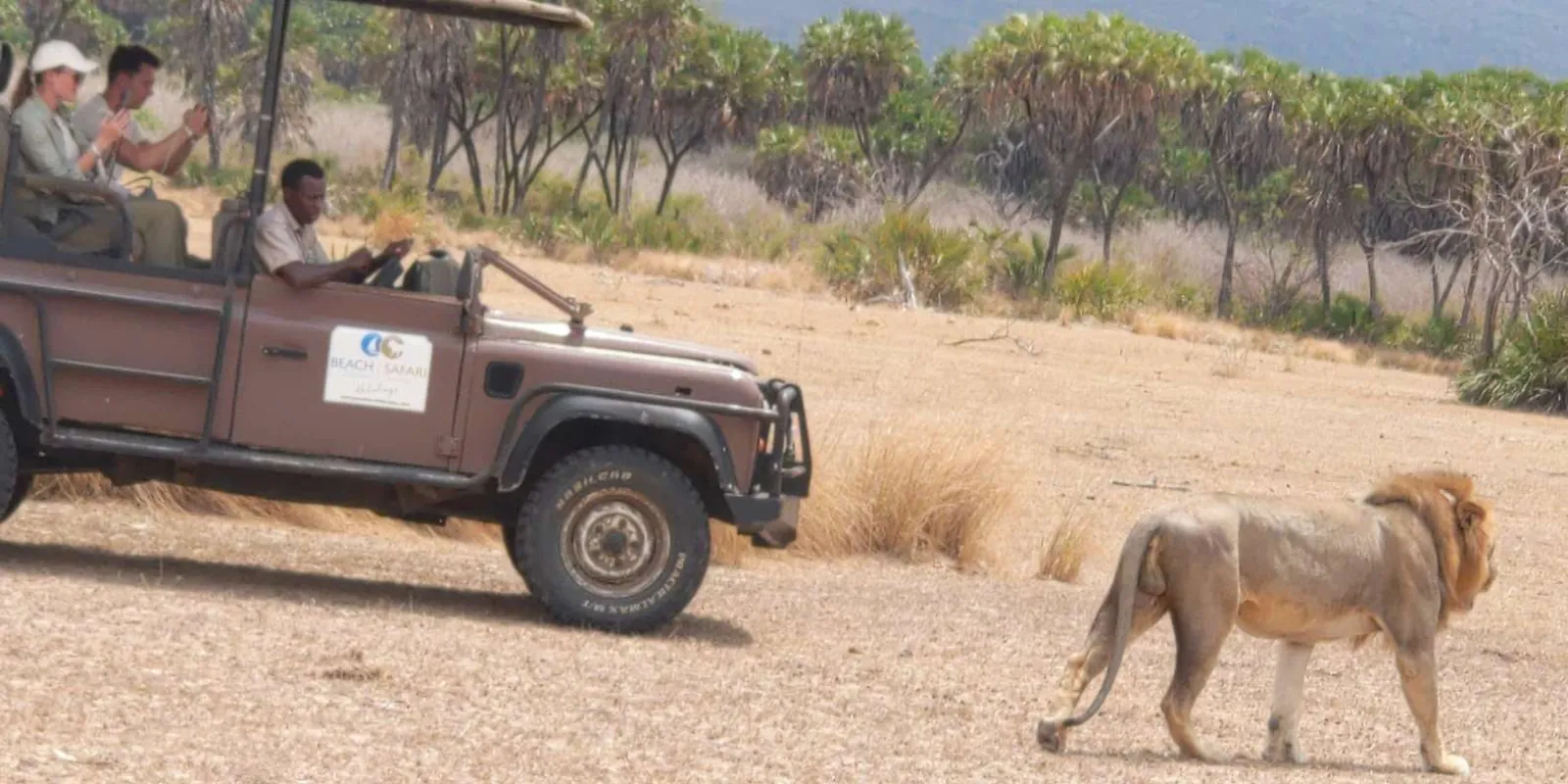 Travellers photographing a mane-heavy male lion from a Beach & Safari Holidays 4x4 in Mikumi
