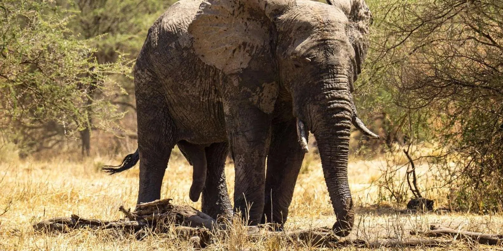 Bull elephant standing among dry acacia woodland, seen from the game-drive vehicle