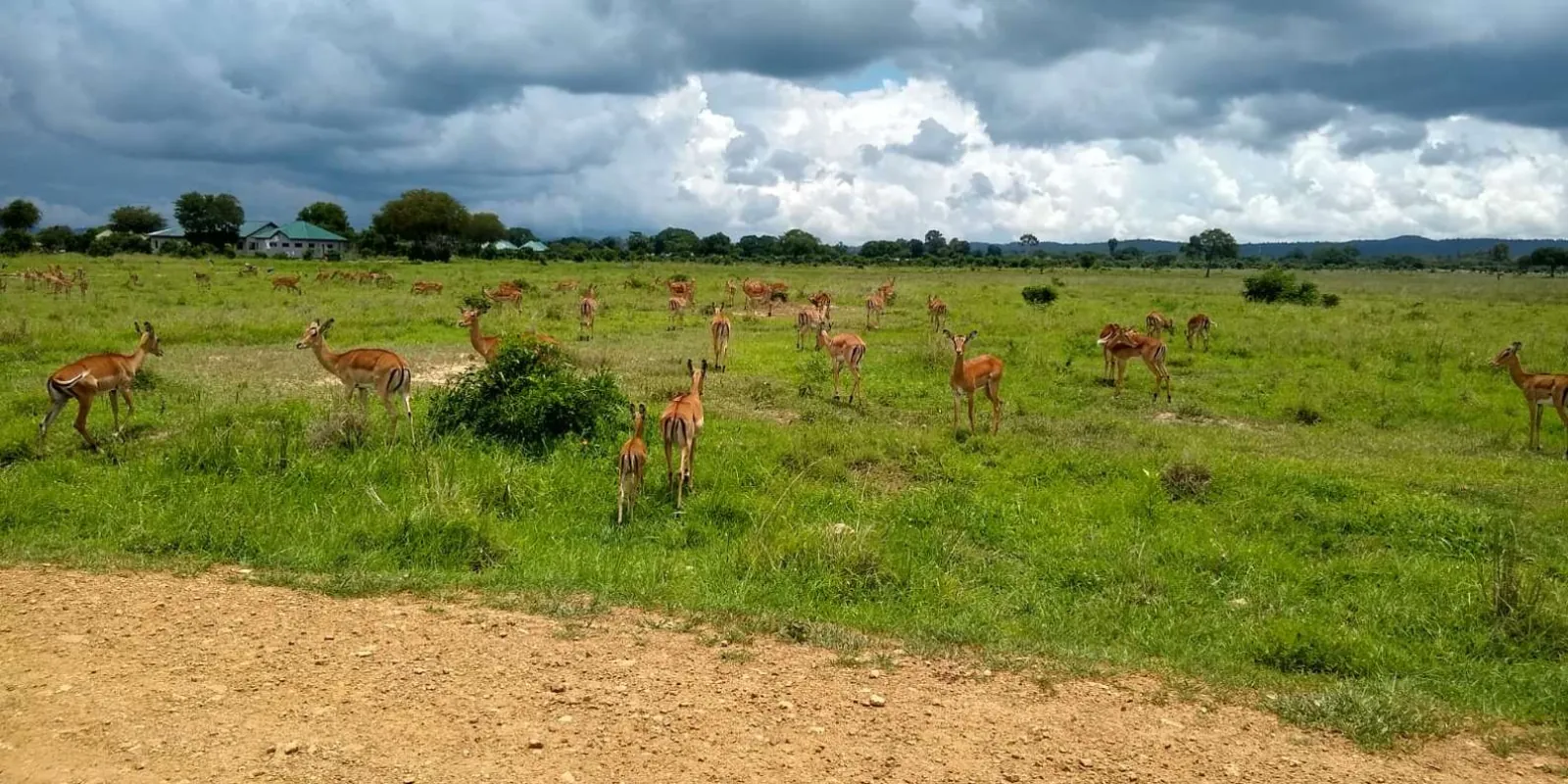 Large impala herd grazing near the park buildings under a stormy Mikumi sky