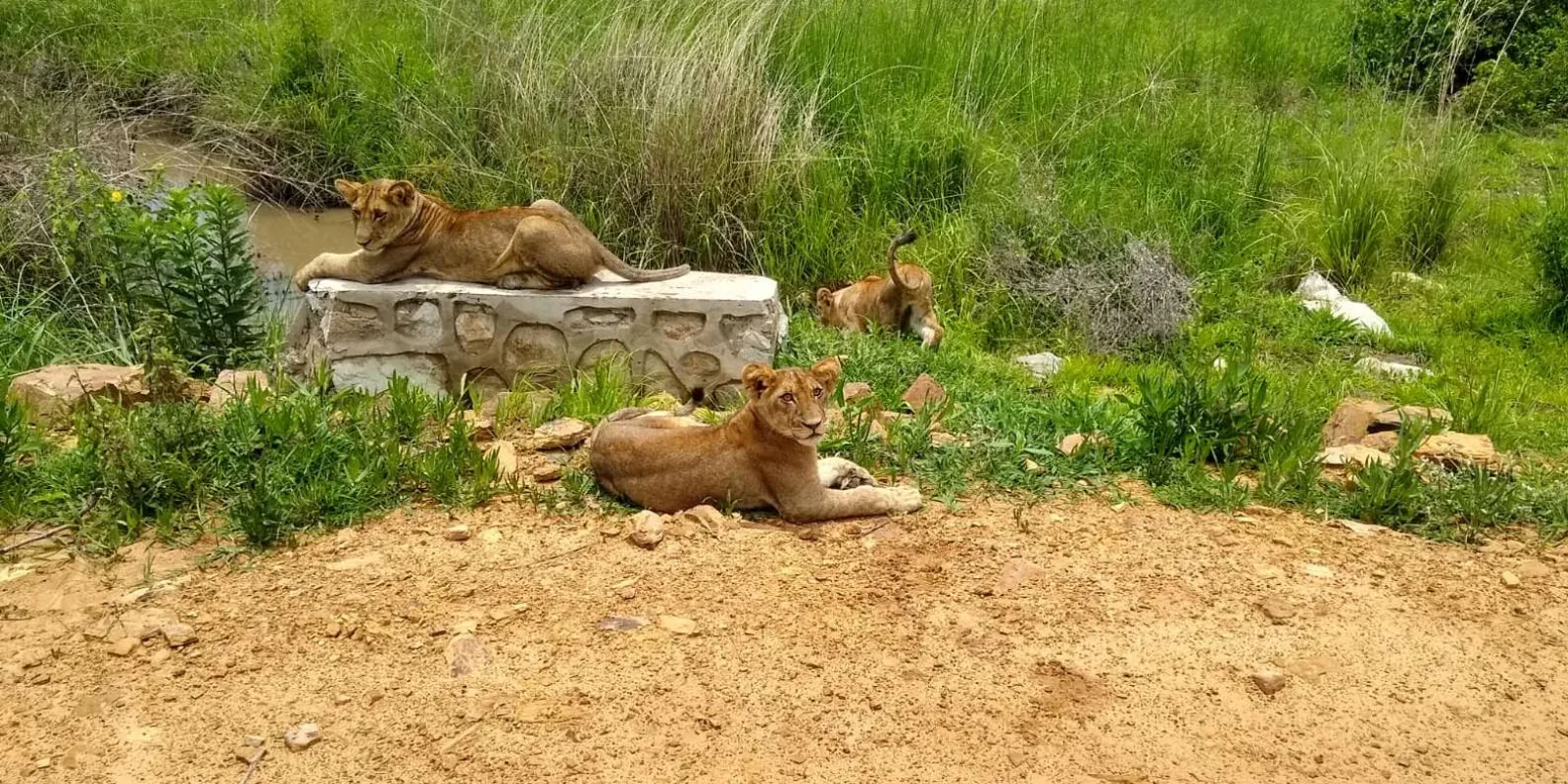 Three young lions resting beside a stream culvert on a game-drive track