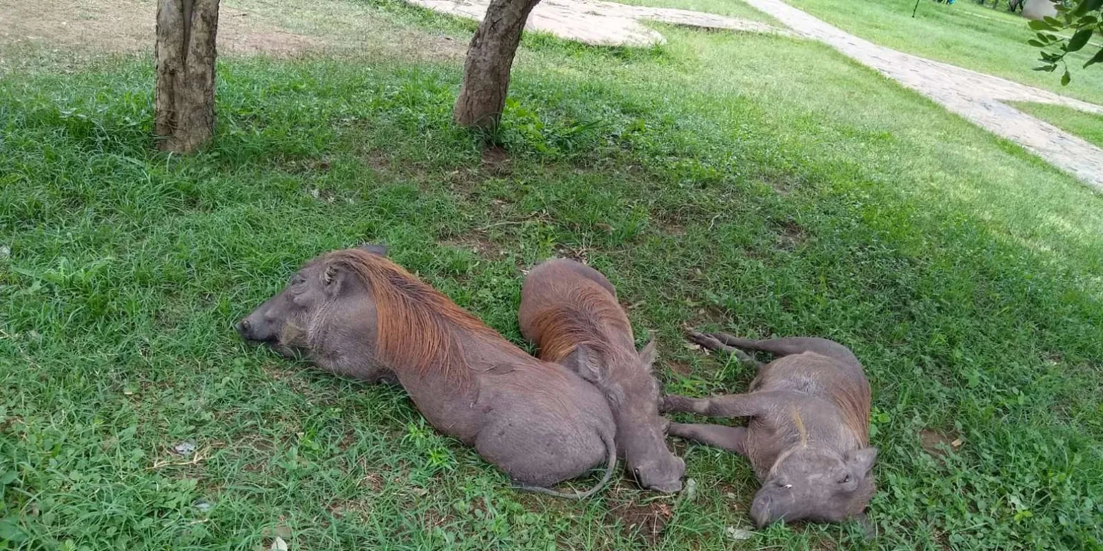 Warthogs lying in the shade on a grass lawn inside the park