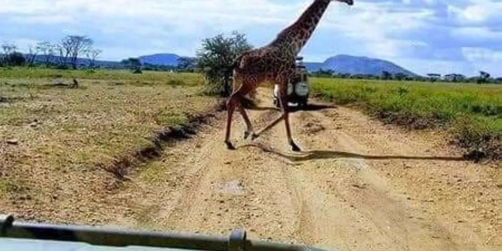 Masai giraffe crossing the game-drive track in front of the safari vehicle