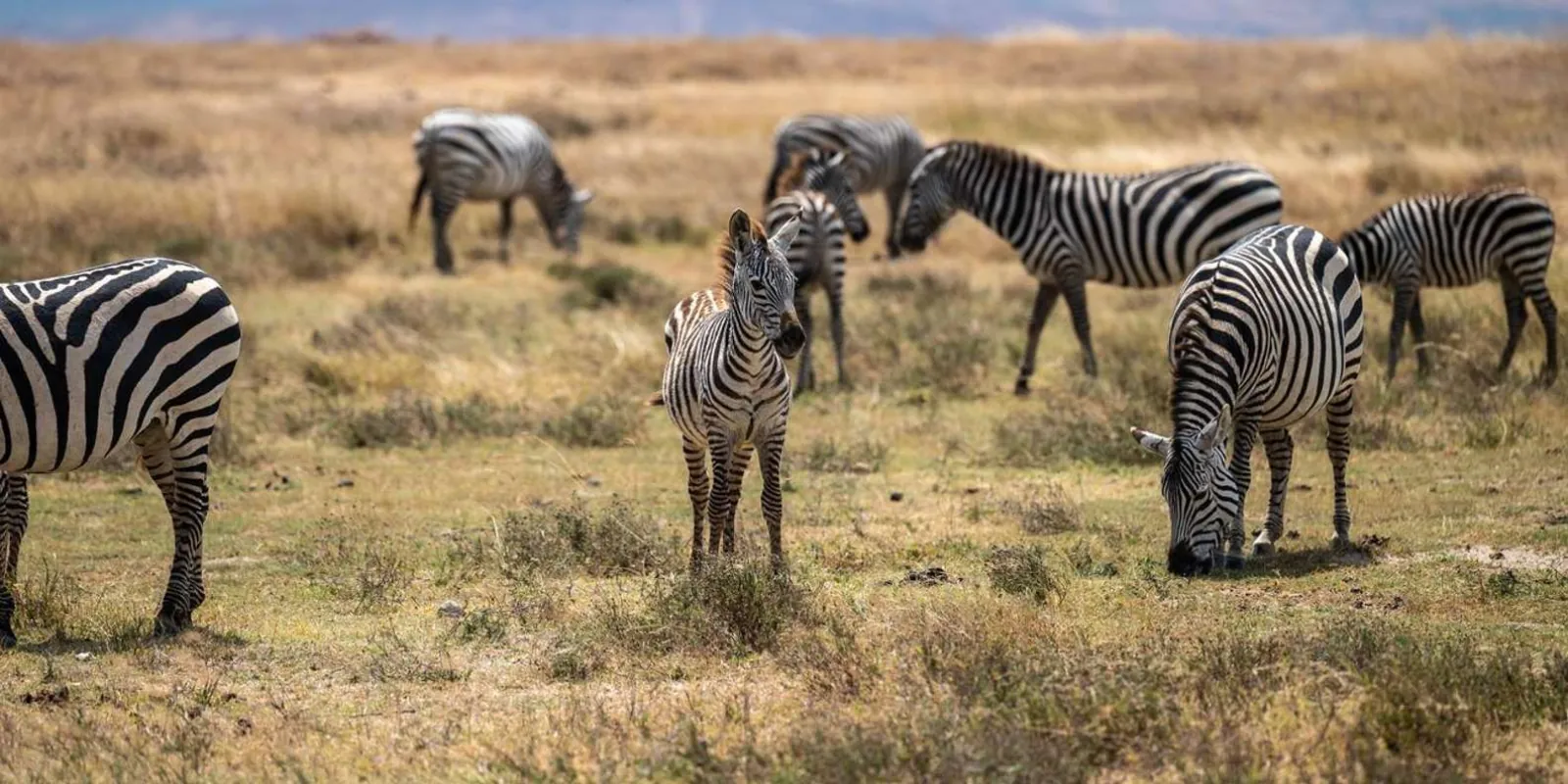 Herd of plains zebra grazing across an open grassland plain