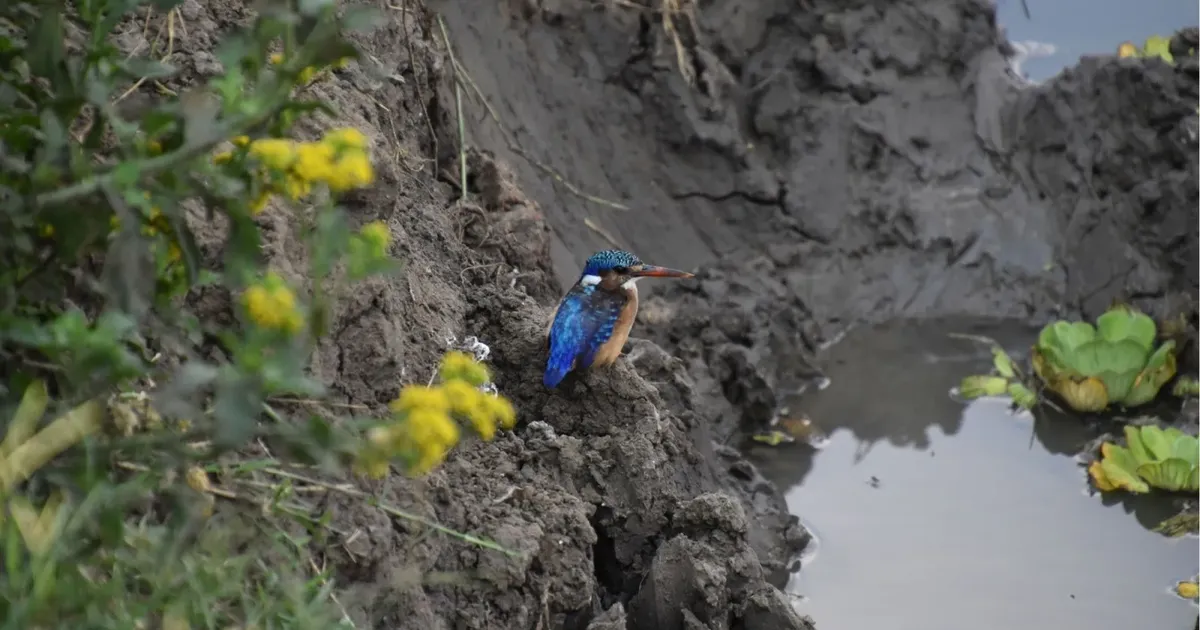Malachite kingfisher perched on a muddy bank beside a pool of water in Mikumi National Park