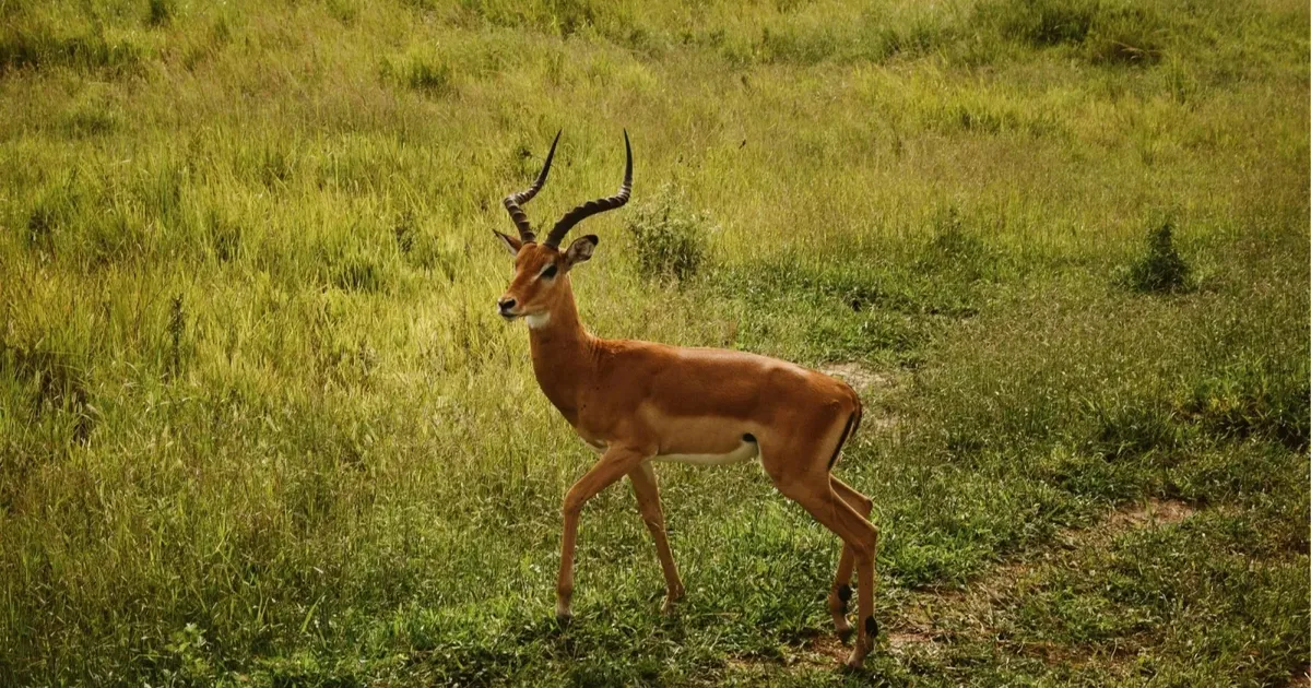 Male impala walking through green grass in Mikumi National Park in the January green season