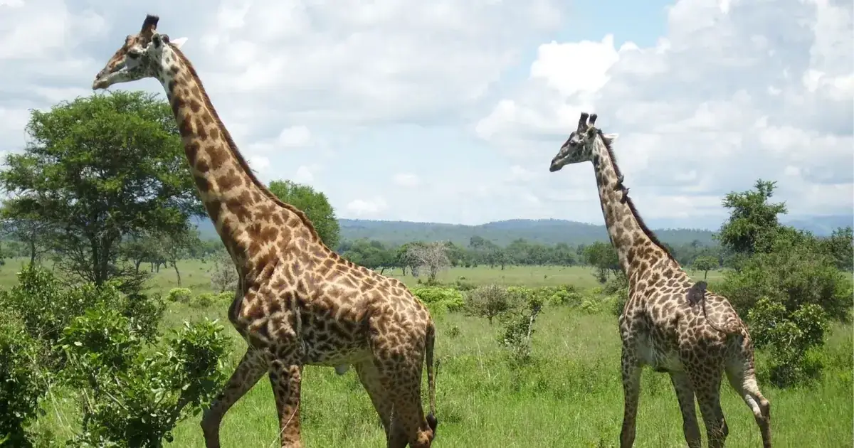 Two Masai giraffes on green grassland with wooded hills behind them in Mikumi National Park, Tanzania
