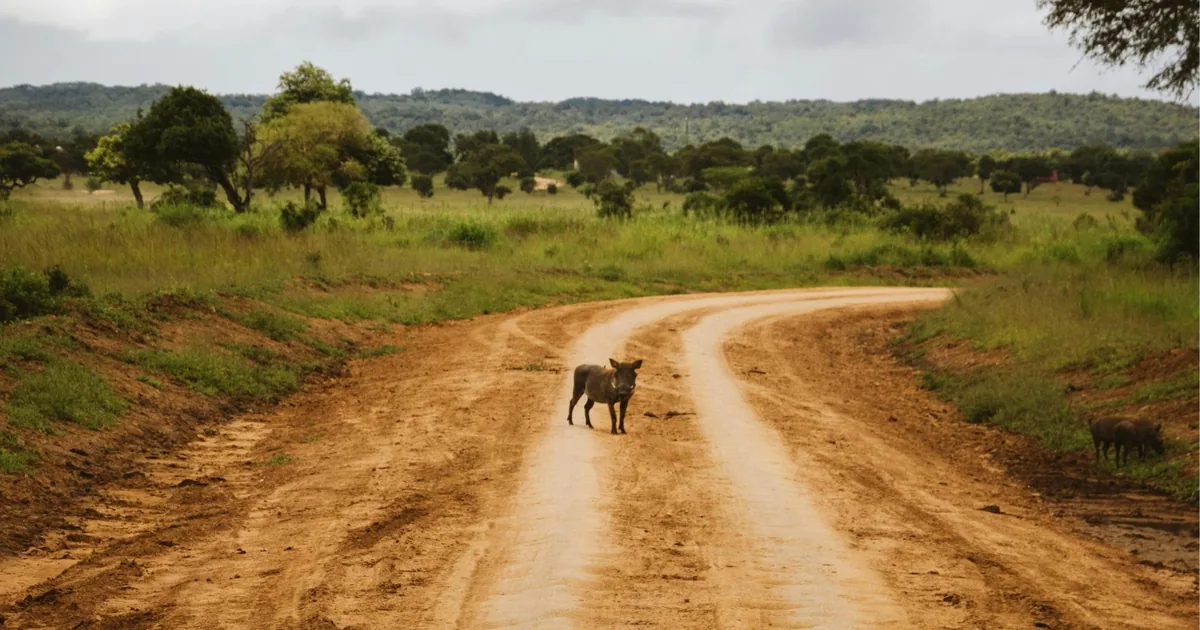 Warthog standing on a wet red dirt track under grey skies in Mikumi National Park, with green hills behind