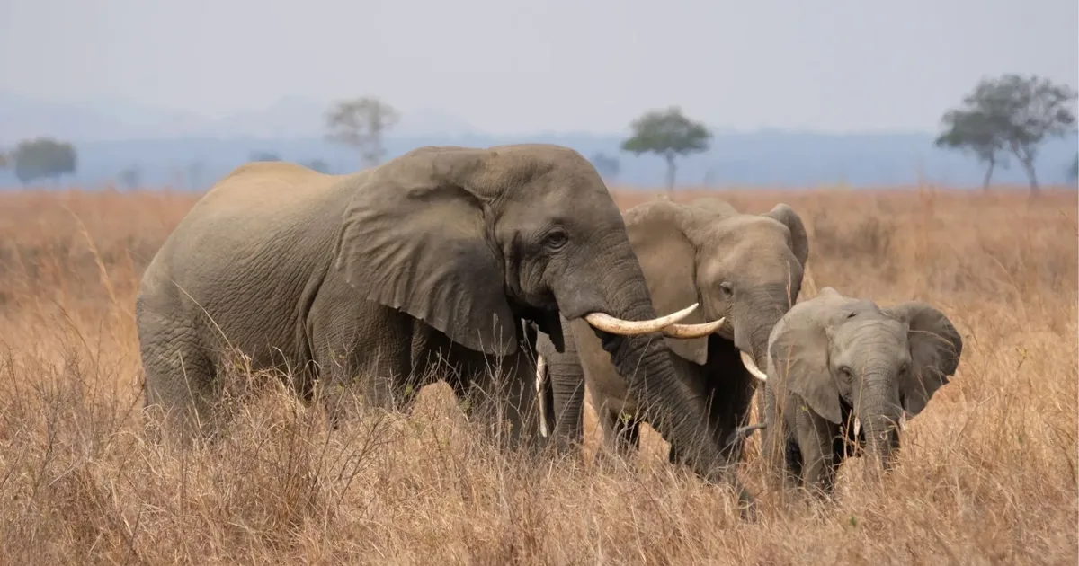 Elephant family with a calf feeding in golden dry grass on the Mkata floodplain in Mikumi National Park