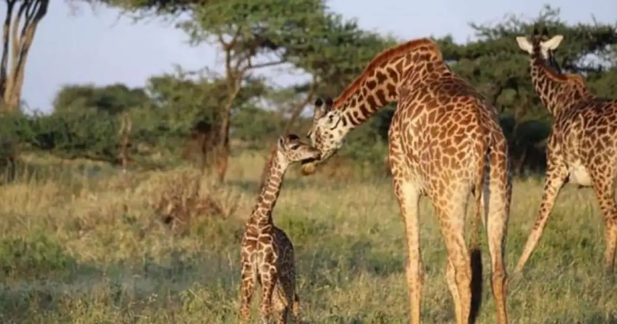 Masai giraffe on the open Mkata floodplain in Mikumi National Park, Tanzania