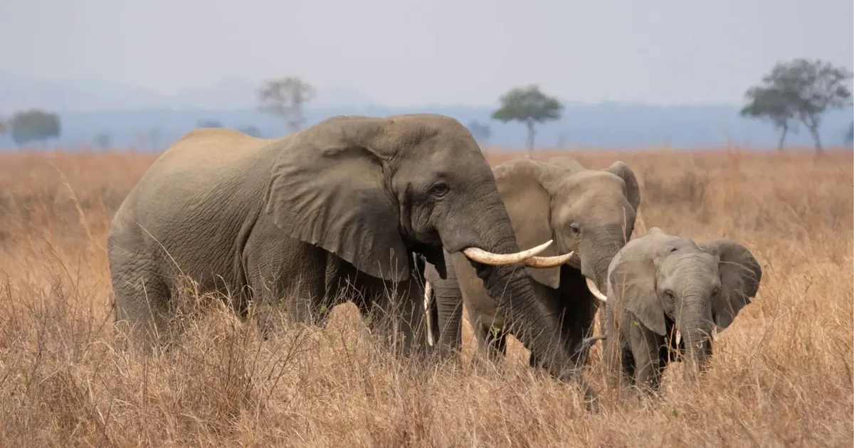 Elephant family with a calf walking through dry golden grass in Mikumi National Park, with flat-topped acacias behind