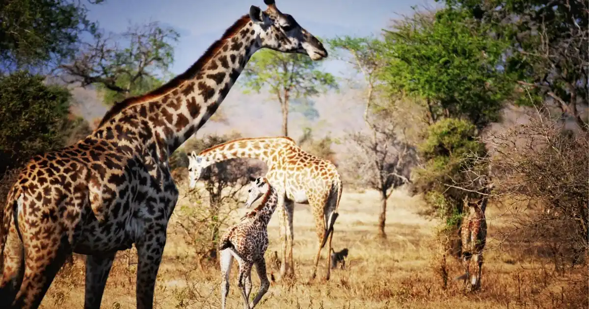 Group of Masai giraffes including a young calf among dry acacia woodland in Mikumi National Park, Tanzania