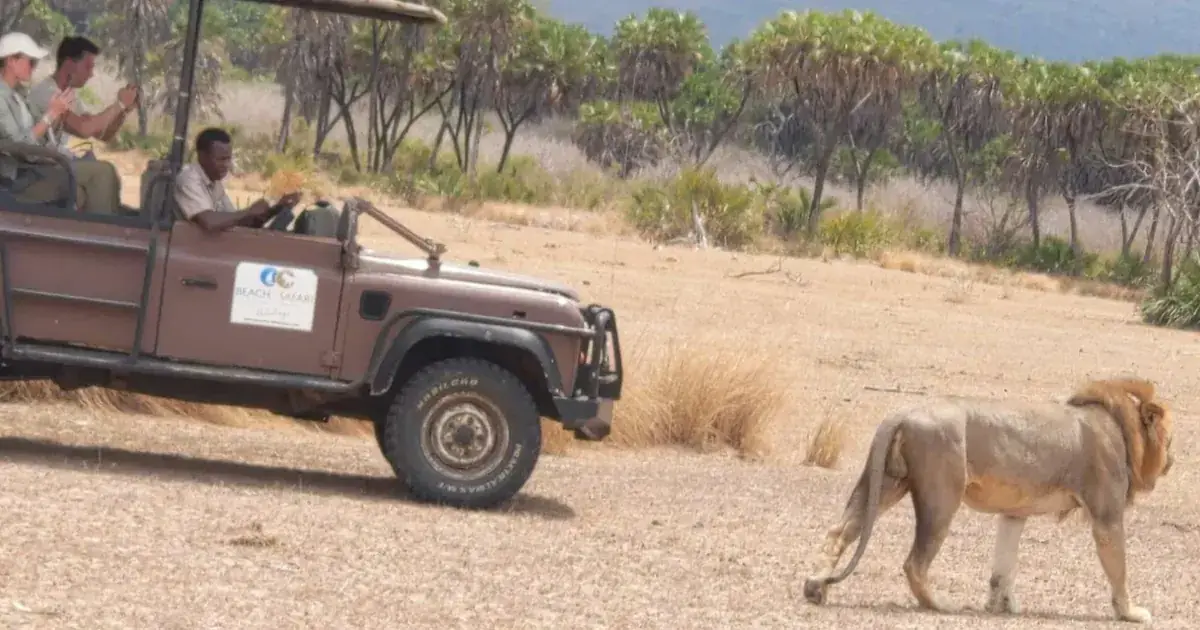 Small group of guests in an open safari 4x4 watching a male lion walk past on a game drive