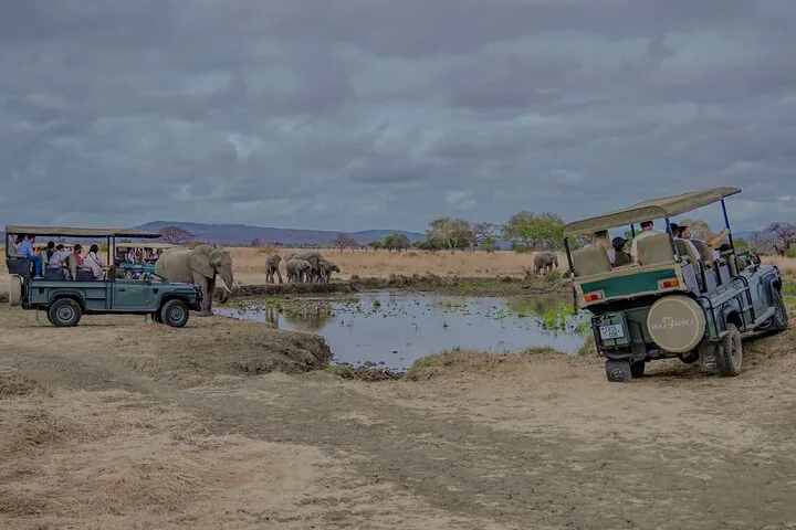 1-Day Mikumi National Park Fly-In Safari from Zanzibar — photo 1