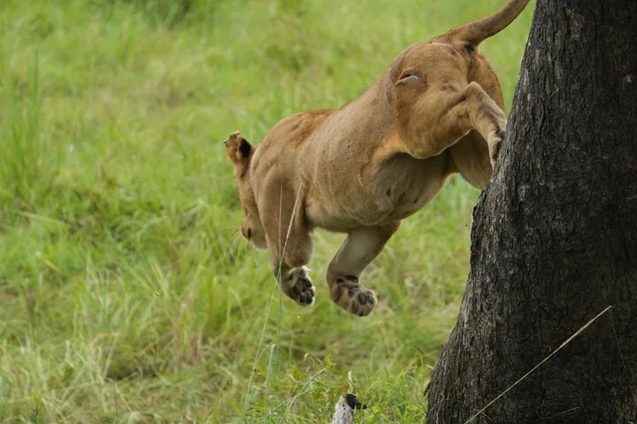 1-Day Mikumi National Park Fly-In Safari from Zanzibar — photo 3