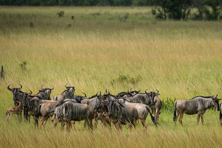 1-Day Mikumi National Park Fly-In Safari from Zanzibar — photo 4